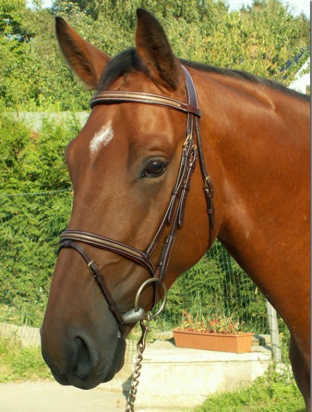 Dyon Trense “snake” mit kombiniertem reithalfter
