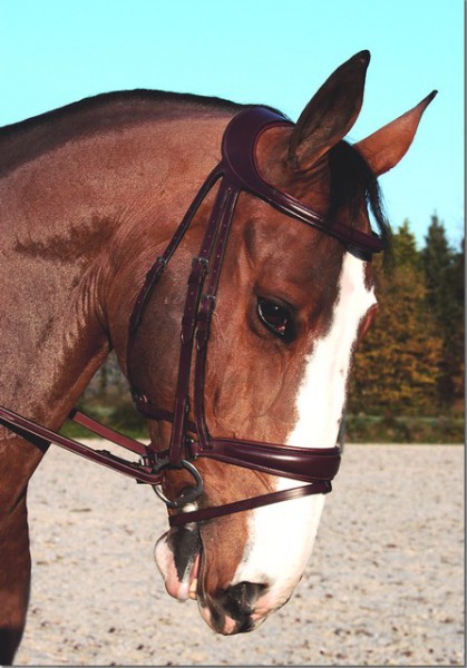Dyon Trense Difference mit Dressur-Reithalfter