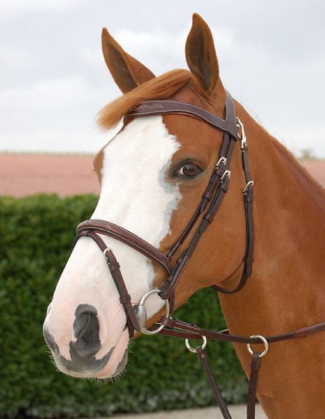 Dyon Trense “fancy” mit kombiniertem reithalfter