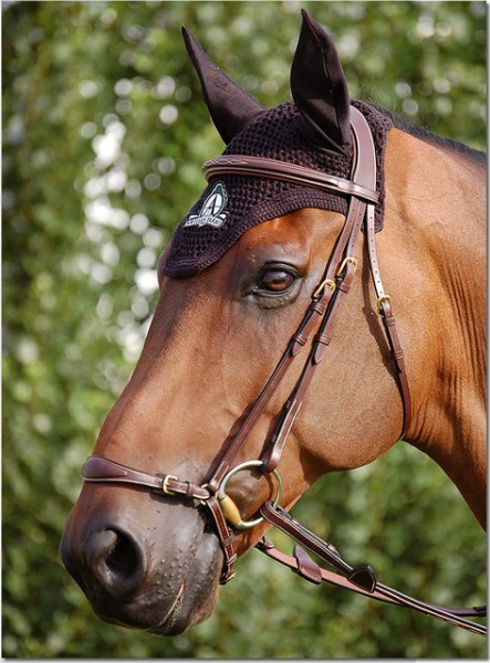Dyon Trense mit hannoverschem Reithalfter