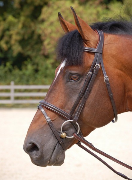 Dyon Trense “Classic” mit kombiniertem Reithalfter