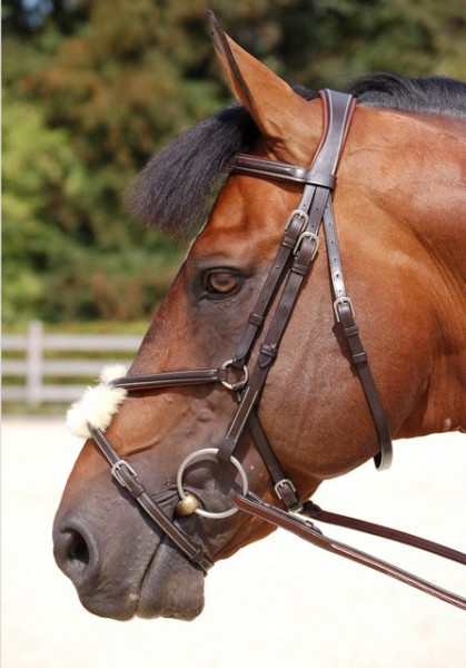 Dyon Trense “Classic” mit mexikanischem Reithalfter